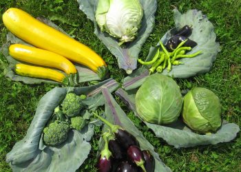 Vrednota hrane kot model trajnostnega razvoja