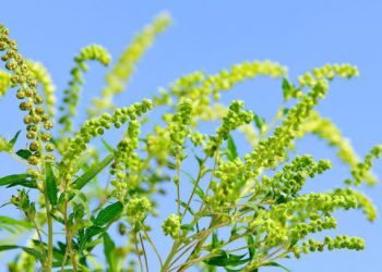 Invazivne rastline – Ambrozija