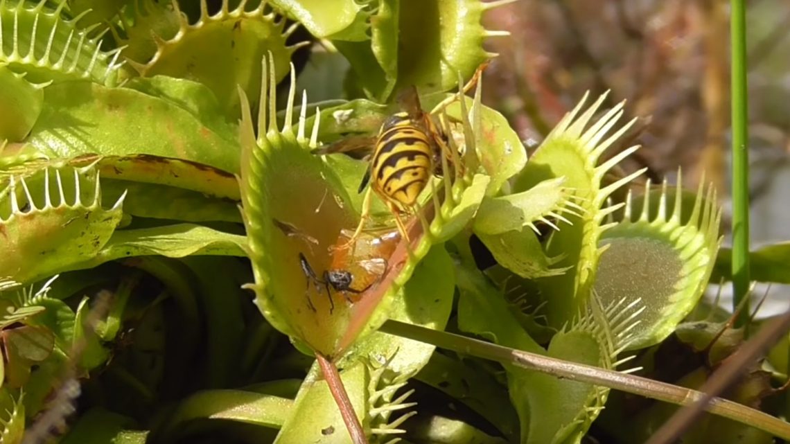 Svetovni dan mesojedih rastlin
