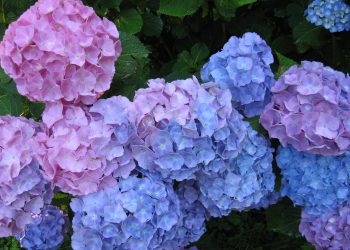 Julij v Botaničnem vrtu