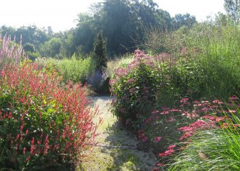 Poletje v Botaničnem vrtu