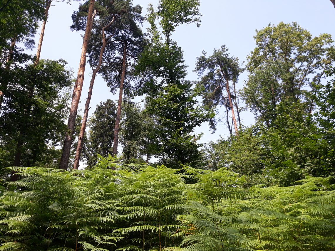 Zgodovina in prazgodovina Botaničnega vrta