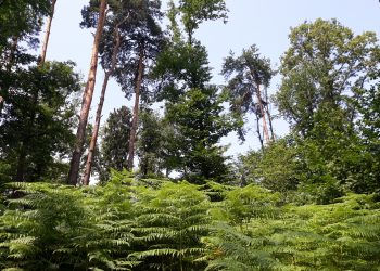 Zgodovina in prazgodovina Botaničnega vrta