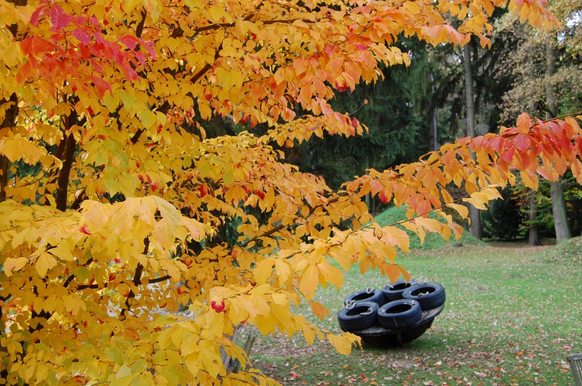 Jesen v Botaničnem vrtu