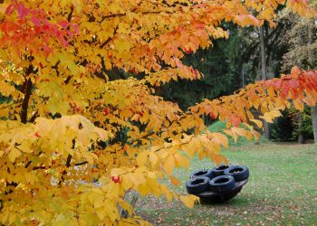 Jesen v Botaničnem vrtu
