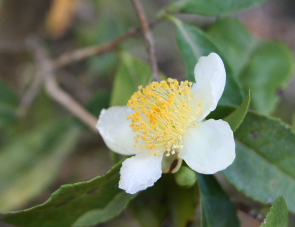 Rastline in podnebne spremembe – kamelije