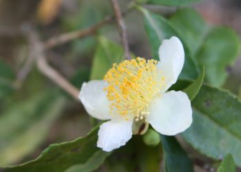 Rastline in podnebne spremembe – kamelije