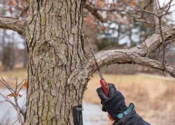 Pravilno obrezovanje dreves