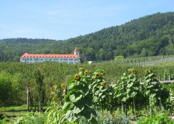 Od korenin do vitalnosti življenja